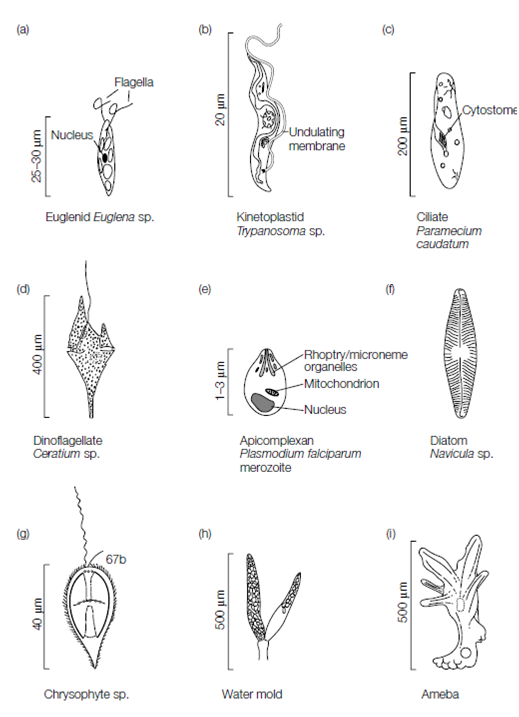 335_Structure of the excavata, chromalveolata, and Amoebozoa 1.png